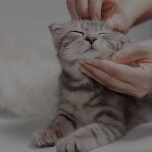 Pet Acupuncture in San Diego