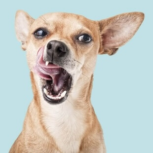 Pet Dental Care in San Diego