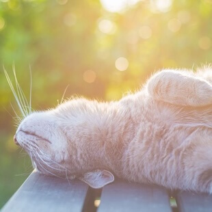 Pet Surgery in San Diego