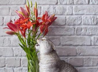 Lilies and Cats: The Dangers of Lily Poisoning Every Cat Owner Should Know About