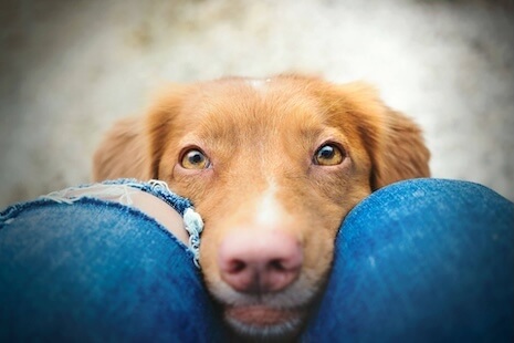 decor image on Colony Veterinary Hospital 